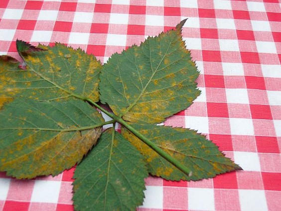 Blackberry Rust with Orange Spots