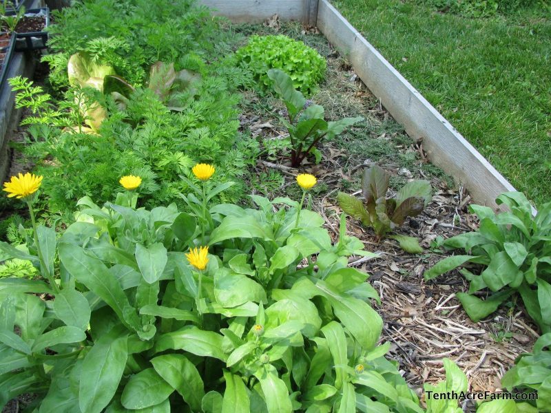 Mixed
                    cultivation of marigolds (Calendula) next to
                    carrots: tenthacrefarm.com