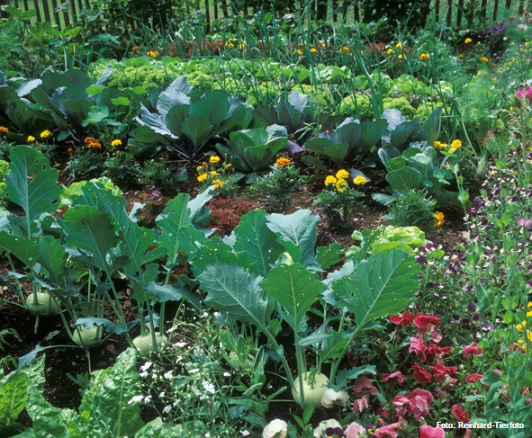 Mixed cultivation
                    of marigolds (Calendula) next to kohlrabi and
                    cabbage