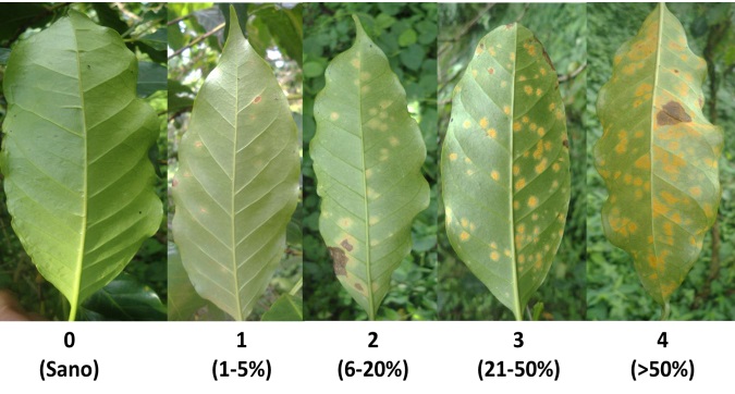 Coffee rust on leaf's undersides