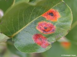 Birnbaum mit
                Birnengitterrost