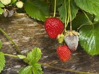 Botrytis tubular mushroomon a strawberry