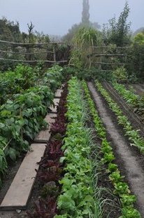 Mixed cultivation in close rows
                    with salads and onions