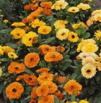 Calendula