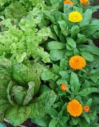 Mixed cultivation of marigolds with lettuce