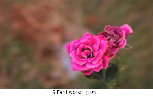 Las flores silvestres vuelven a florecer