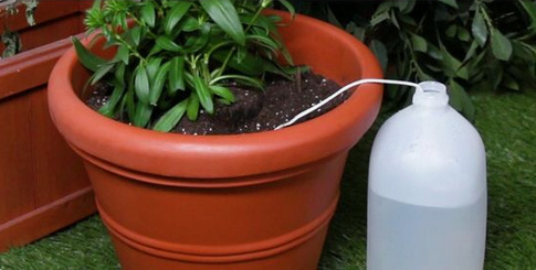 Una planta jala agua
                    embotellada a trav�s de un cordel de algod�n