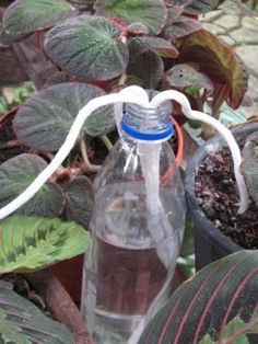 Riego de
                  cordeles desde una botella central a diferentes
                  plantas al mismo tiempo