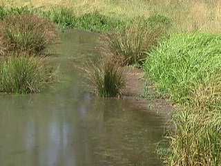 Kl�rpflanze Juncus-Arten (Juncus effesus)