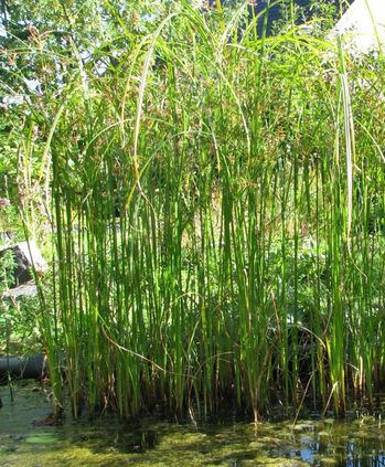 Kl�rpflanze: Zyperngras (Cyperus longus)