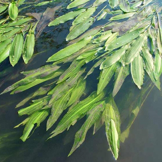 Kl�rpflanze: Flutendes
                    Laichkraut (Potamogeton fluitans)