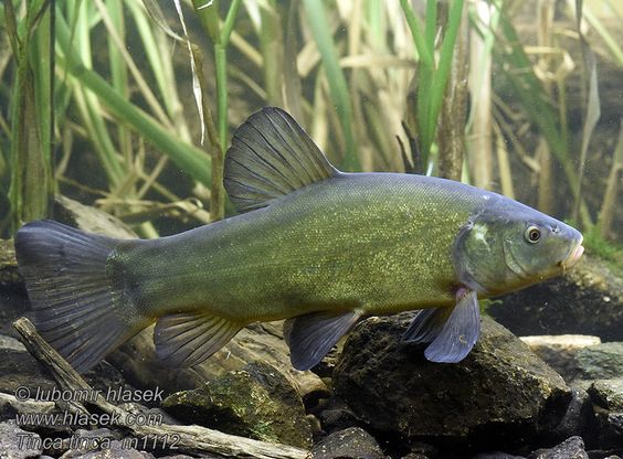 Teichfisch Schleie (Tinca tinca)