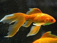 Goldfisch-Zuchtvariante Schleierschwanz
                    (Carassius gibelio forma auratus)