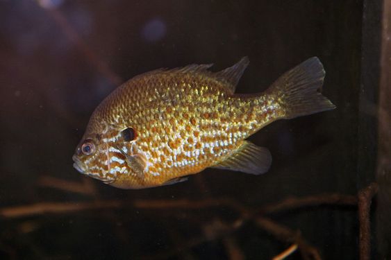 Teichfisch Gemeiner
                    Sonnenbarsch (lat. Lepomis gibbosus)