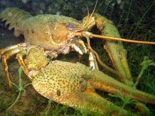 Galizischer Sumpfkrebs (Europ�ischer Sumpfkrebs
                    - Astacus leptodactylus)