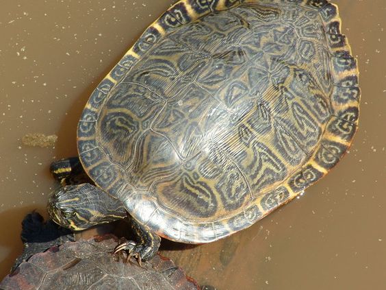 Hieroglyphen-Schmuckschildkr�te (Pseudemys
                    concinna concinna)