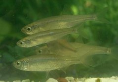 Teichfisch
              Moderlieschen