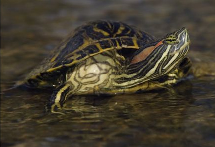 Rotwangen-Schmuckschildkr�te
                    (Trachemys scripta elegans)