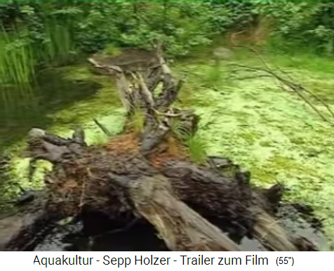 Niedrigzonen im Teich mit
                  Wurzeln+Gr�ben f�r Kleintiere im Teich