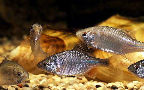 Teichfisch Bitterling (Rhodeus
                    sericeus amarus)