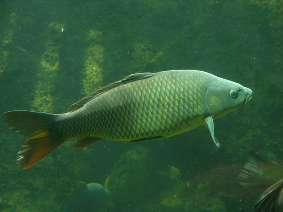 Teich- und Seefisch:
                    Koi-Karpfen (lat. Cyprinus carpio)