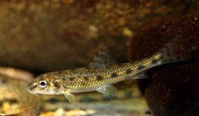 Teichfisch: Gr�ndling (Kresse,
                    Kressling - Gobio gobio)