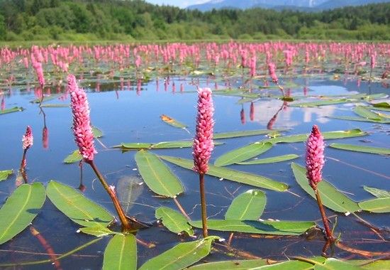 Kl�rpflanze: Wasser-Kn�terich
                    (Polygonum amphibium)
