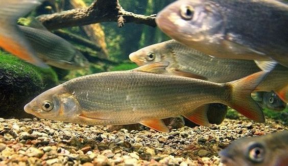 Nase (N�sling, Schnabel - Chondrostoma
                    nasus)