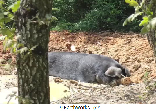 Teichbau auf dem Krameterhof von
                    Sepp Holzer: Schweine pressen die die Teichwand in
                    einer leeren Teichgrube