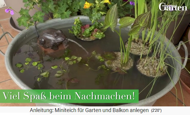 Miniteich
                    in Zuber mit Zier- und Kl�rpflanzen: Iris,
                    Zwergrohrkolben, Pfeilkraut, Gauklerblume,
                    Zwergseerose - fertig