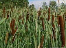 Kl�rpflanze
              Rohrkolben