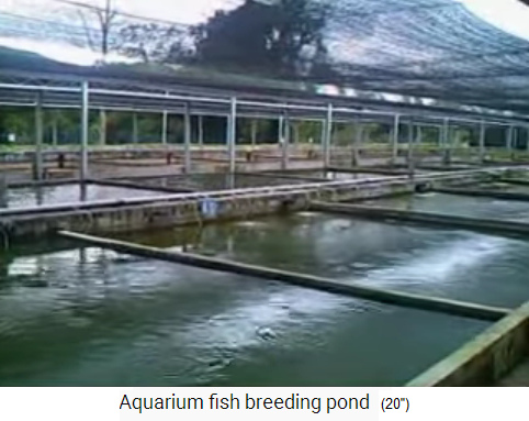 Industrielle Fischzuchtanlage
                    mit Betonteichbecken