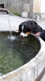 Dog
                  drinks from fresh water fountain