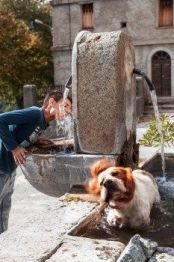 Dog in
                    low fresh water fountain