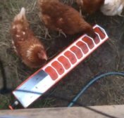 Automatic chicken
              drinker