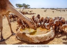 Sheep herd and camel drinking from a clay
              well, Sudan