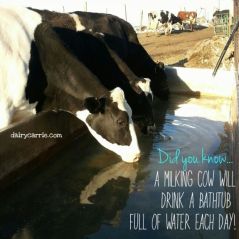 water trough: 1 cow drinks 1 bathtub of
                    water daily