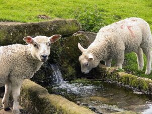Sheep drink at the fresh water well