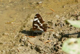 A butterfly drinks in a puddle 02, a
                  small ice butterfly