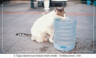 Cat
                    waterer: small plastic barrel