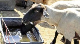 Sheep drink water from a wheelbarrow