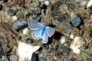 A butterfly drinks in a puddle 01, a
                    blue butterfly