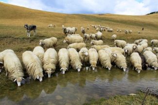 A flock of sheep drinks at the
                    lake (Lumbardh Lake in Kosovo)