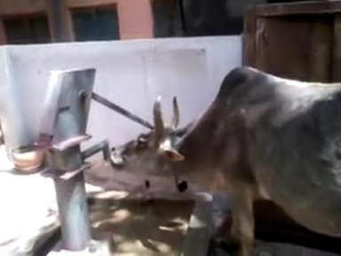 Cow
                    operates water pump itself 02