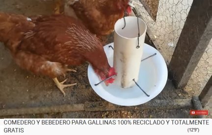 Chicken drinkers
                    made from recycled materials: bowl + pipe + wire
