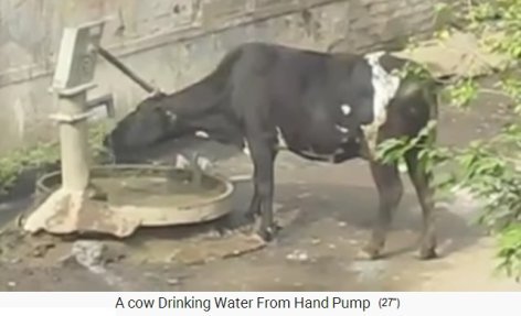 Cow
                    operates water pump itself 01