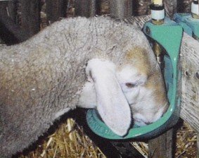 Sheep drinking from a drinking basin Suevia