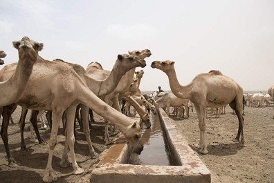 Camel troughs in Africa in Marsabit El Besso