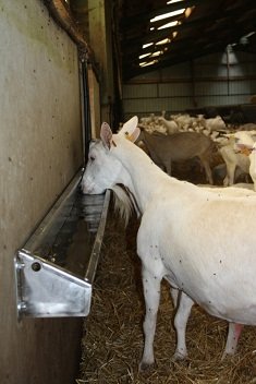 Sheep and goat waterer in the barn on
                    the wall 01