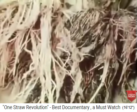 weisse
                Reiswurzeln vom Bioreis und schwarze verfaulte Wurzeln
                vom Pestizidreis-Flutreis